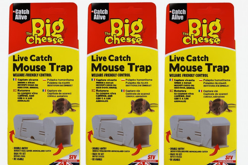 Big cheese live - big,