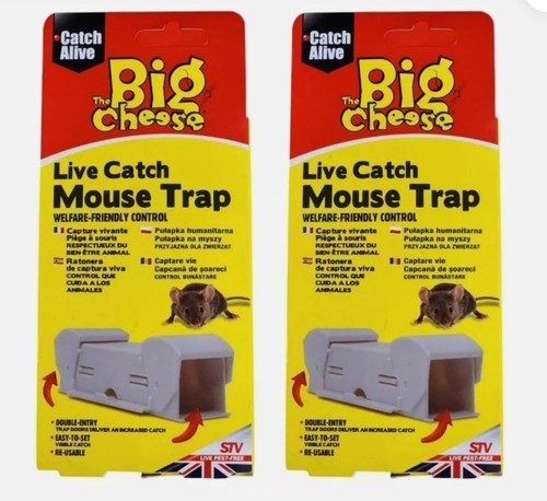 Big cheese live catch - big, mouse